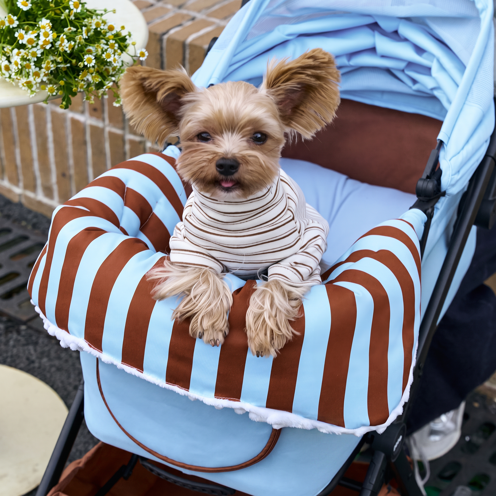 Pet Stroller vs. Carrier vs. Wagon: How to Pick the Right One