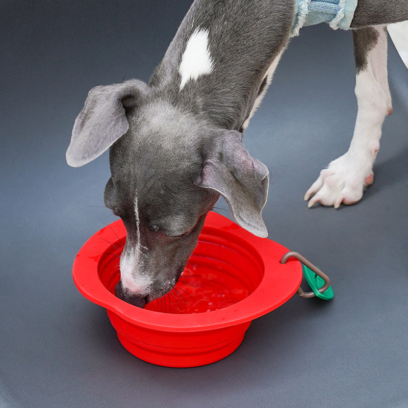 Collapsible Silicone Dog Bowl