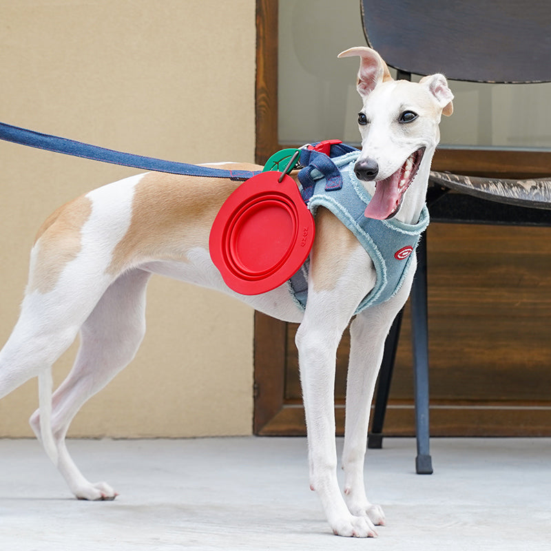 Collapsible Silicone Dog Bowl