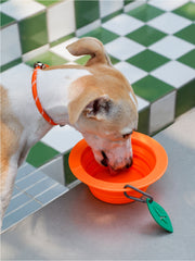 Collapsible Silicone Dog Bowl