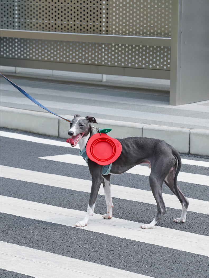 Collapsible Silicone Dog Bowl