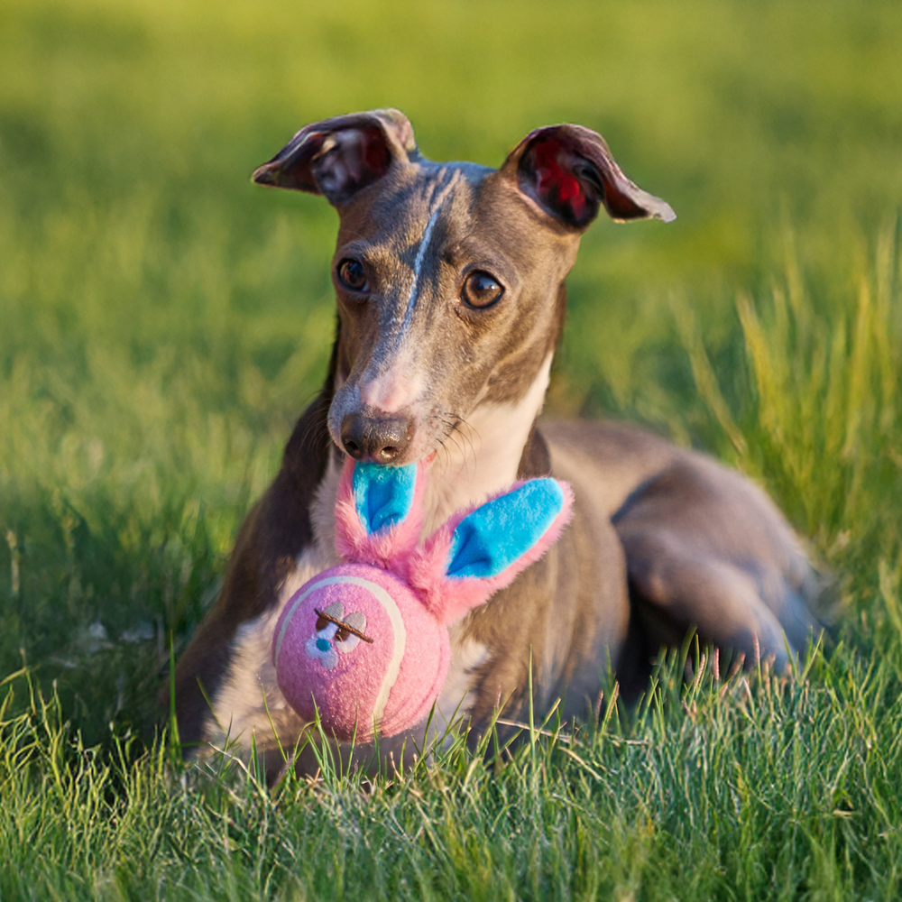 ZEZE Bonnie the Bunny Plush Squeaky Ball Dog Toy with Dual Sound, Pink