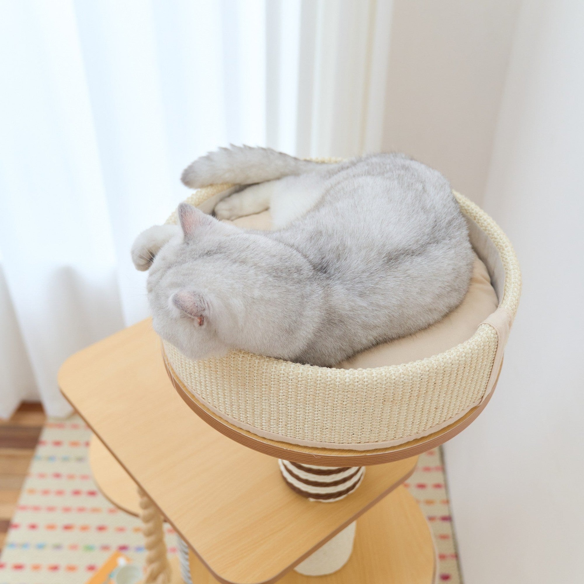 Cat curled up asleep in the round top perch