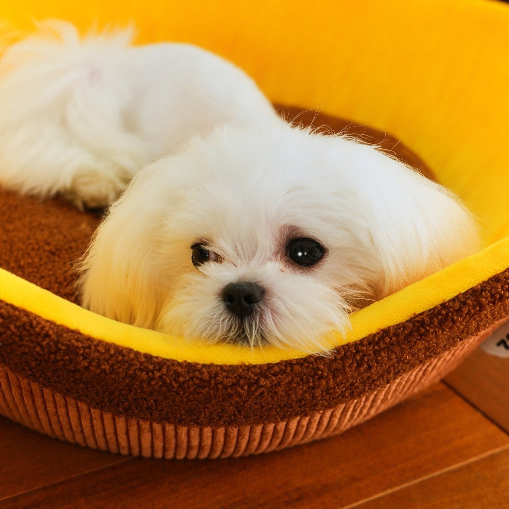 Maltese resting in the plush tart base