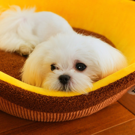 Maltese resting in the plush tart base