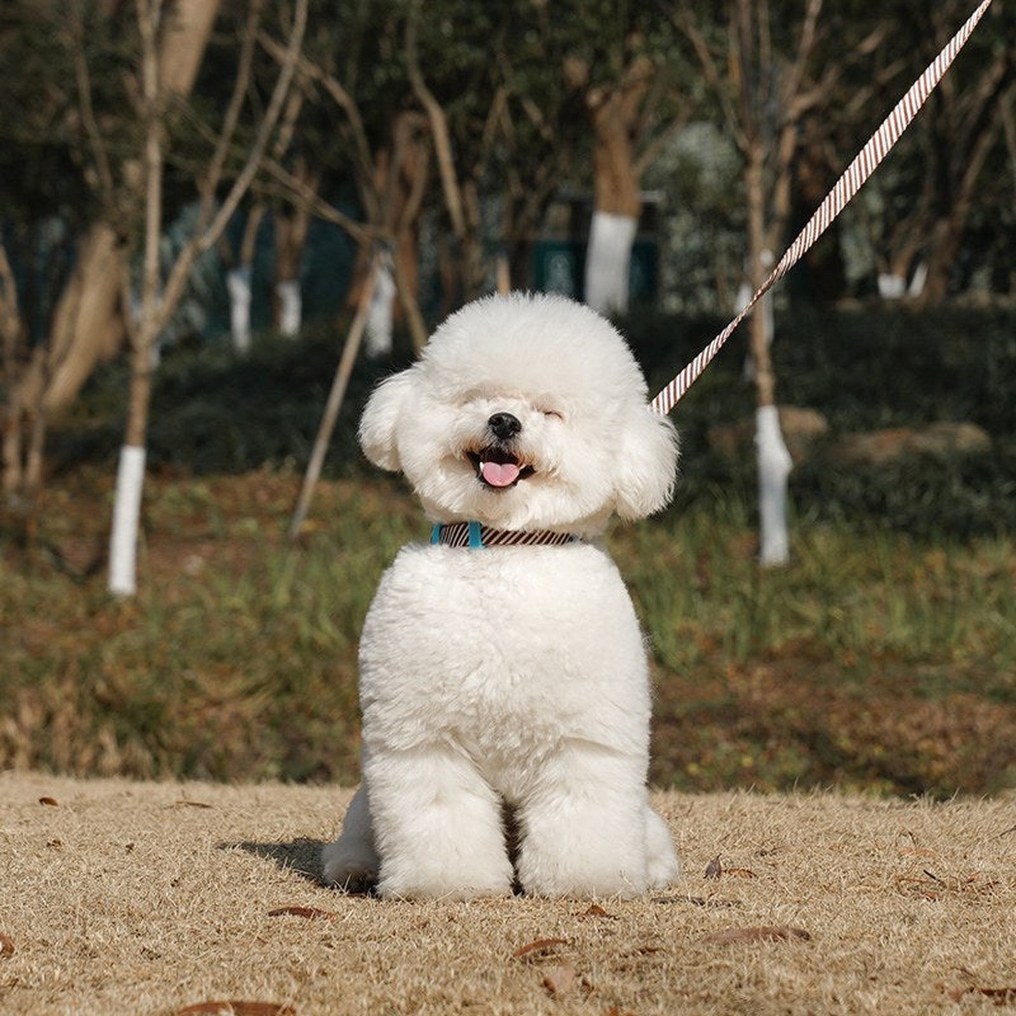 Small white dog on a walk with the matching striped leash