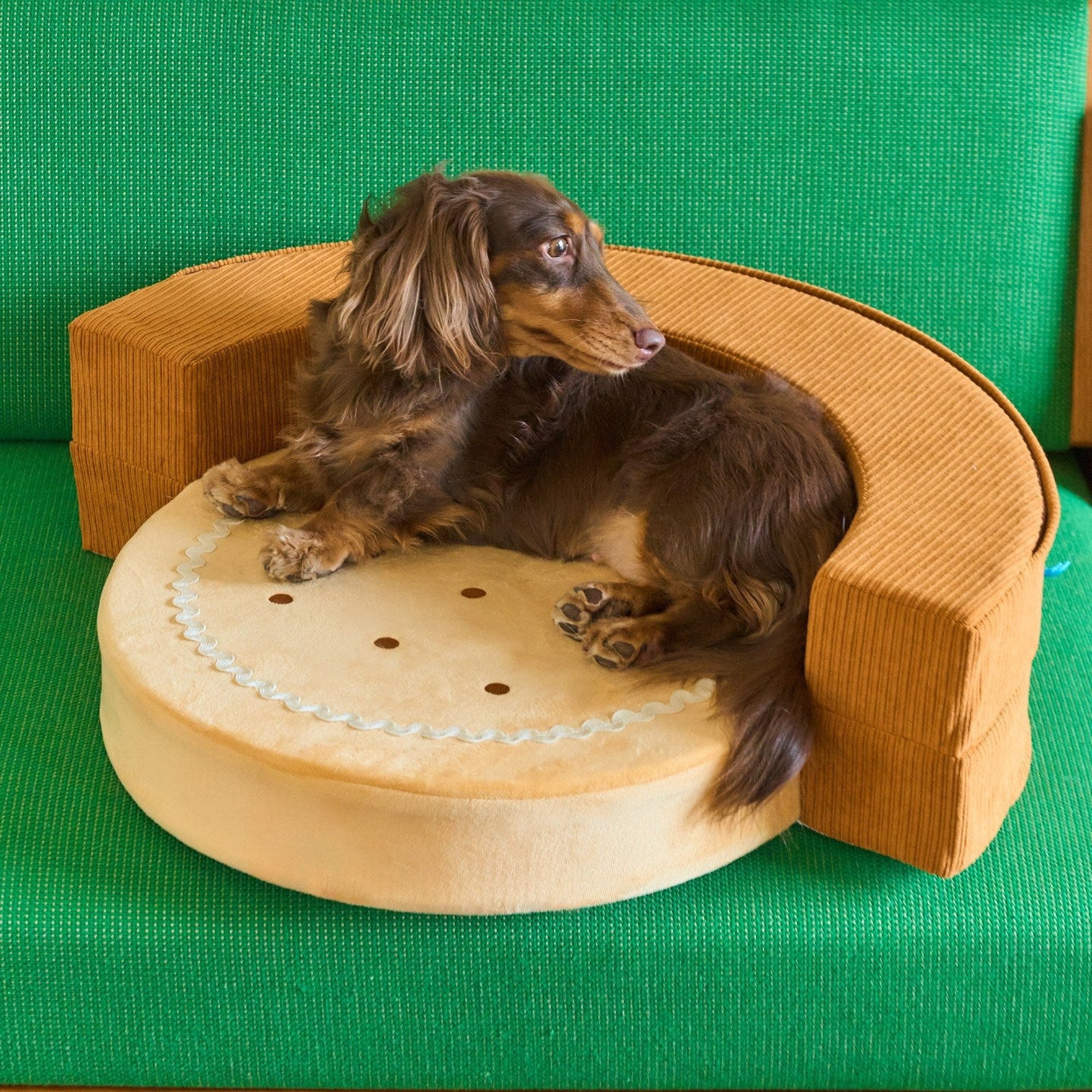 Dachshund in the ZEZE Cookie Lounge pet sofa on a green couch
