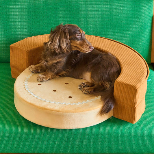 Dachshund in the ZEZE Cookie Lounge pet sofa on a green couch