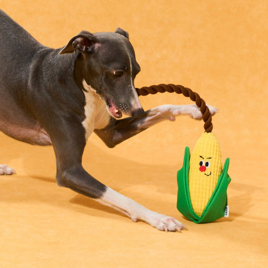 Greyhound pawing the Corny corn rope toy by its braided rope