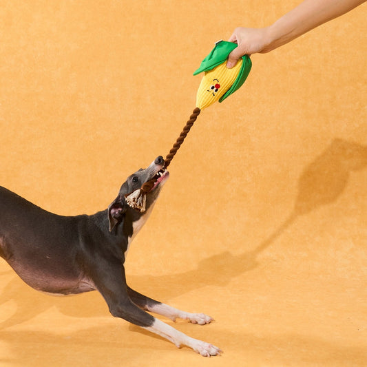Dog playing tug with Corny held by an owner