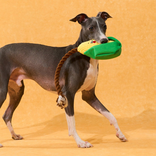 Greyhound carrying Corny in its mouth