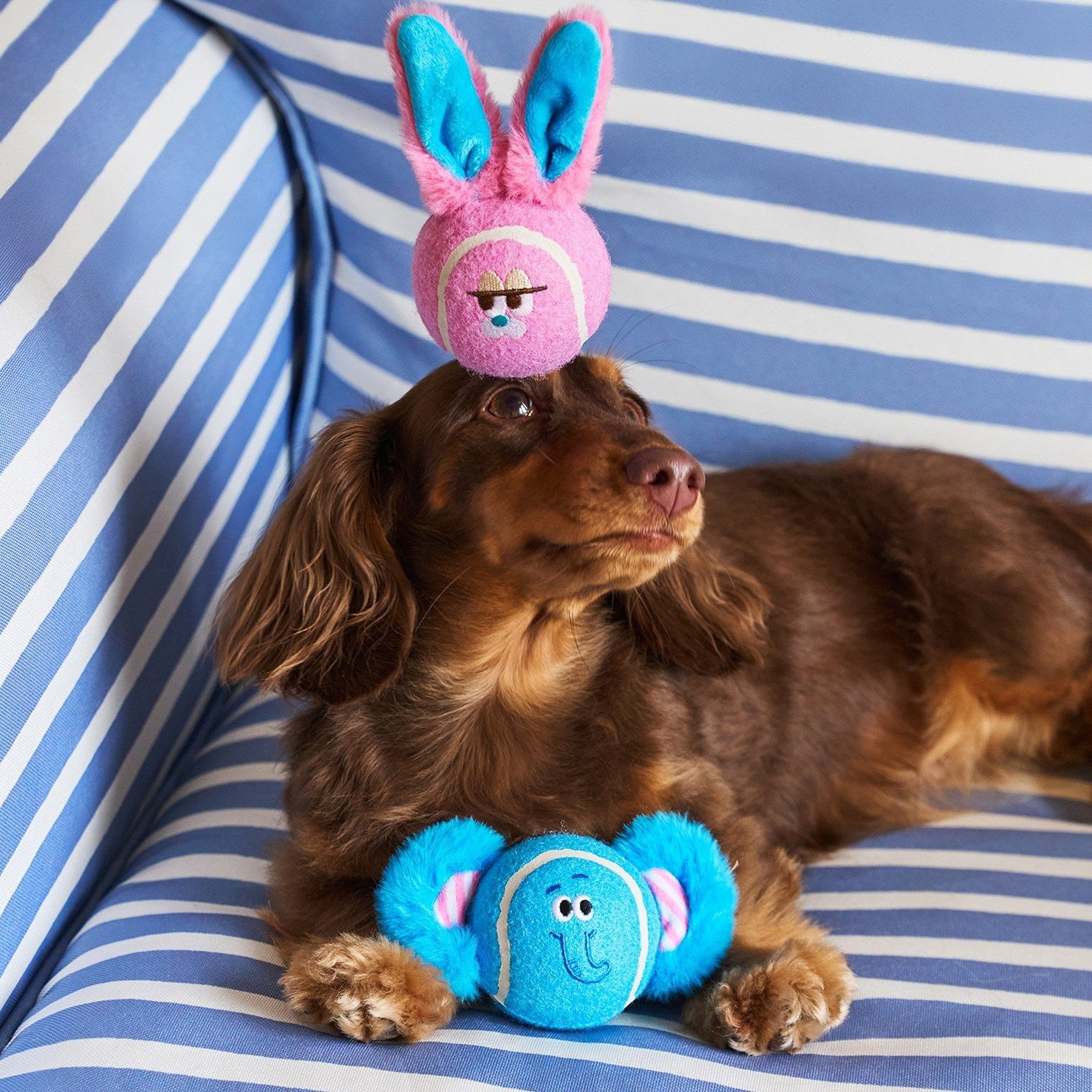 Mini dachshund on a striped sofa with Dottie the Elephant between its paws