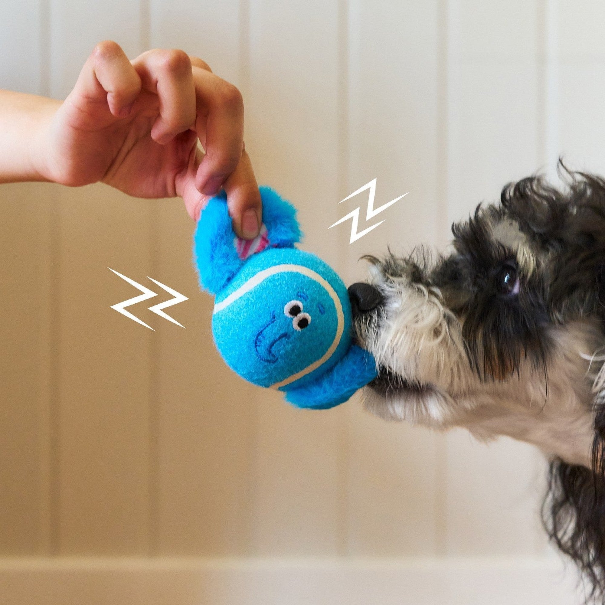 Small dog grabbing Dottie held up by an owner