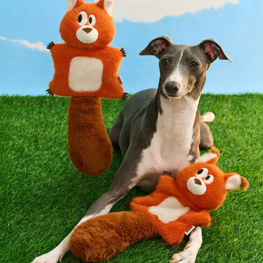 Italian greyhound on grass with two ZEZE Finn the Red Squirrel crinkle plush toys
