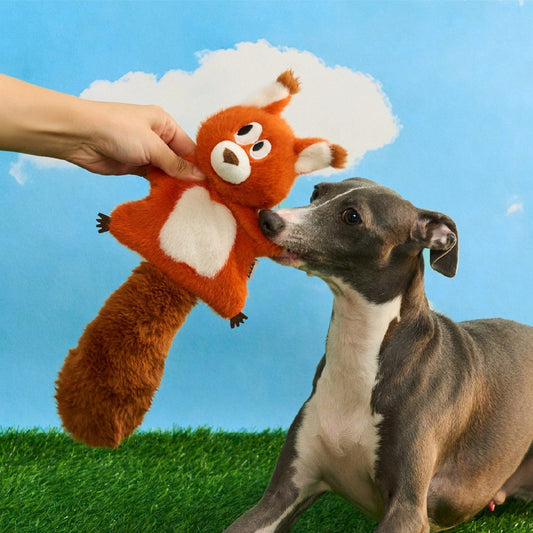 Hand offering Finn the Red Squirrel to a greyhound