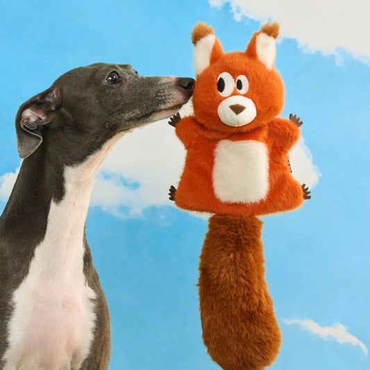 Greyhound sniffing the Finn the Red Squirrel plush toy