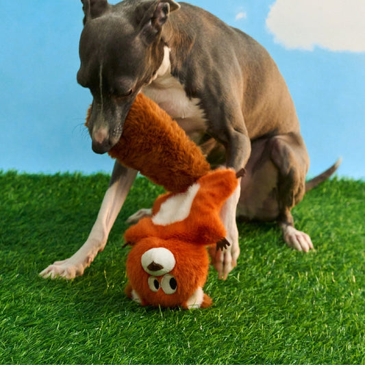 Dog playing with Finn the Red Squirrel by its bushy tail