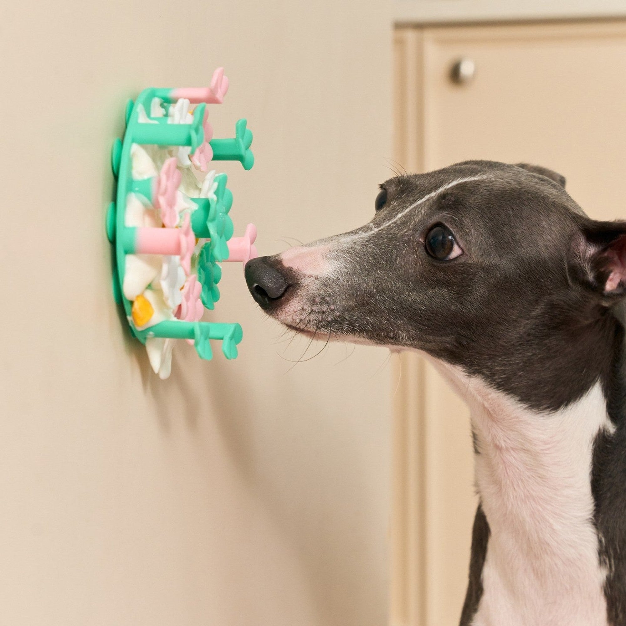 Slow feeder stuck to a wall with suction cups for a dog