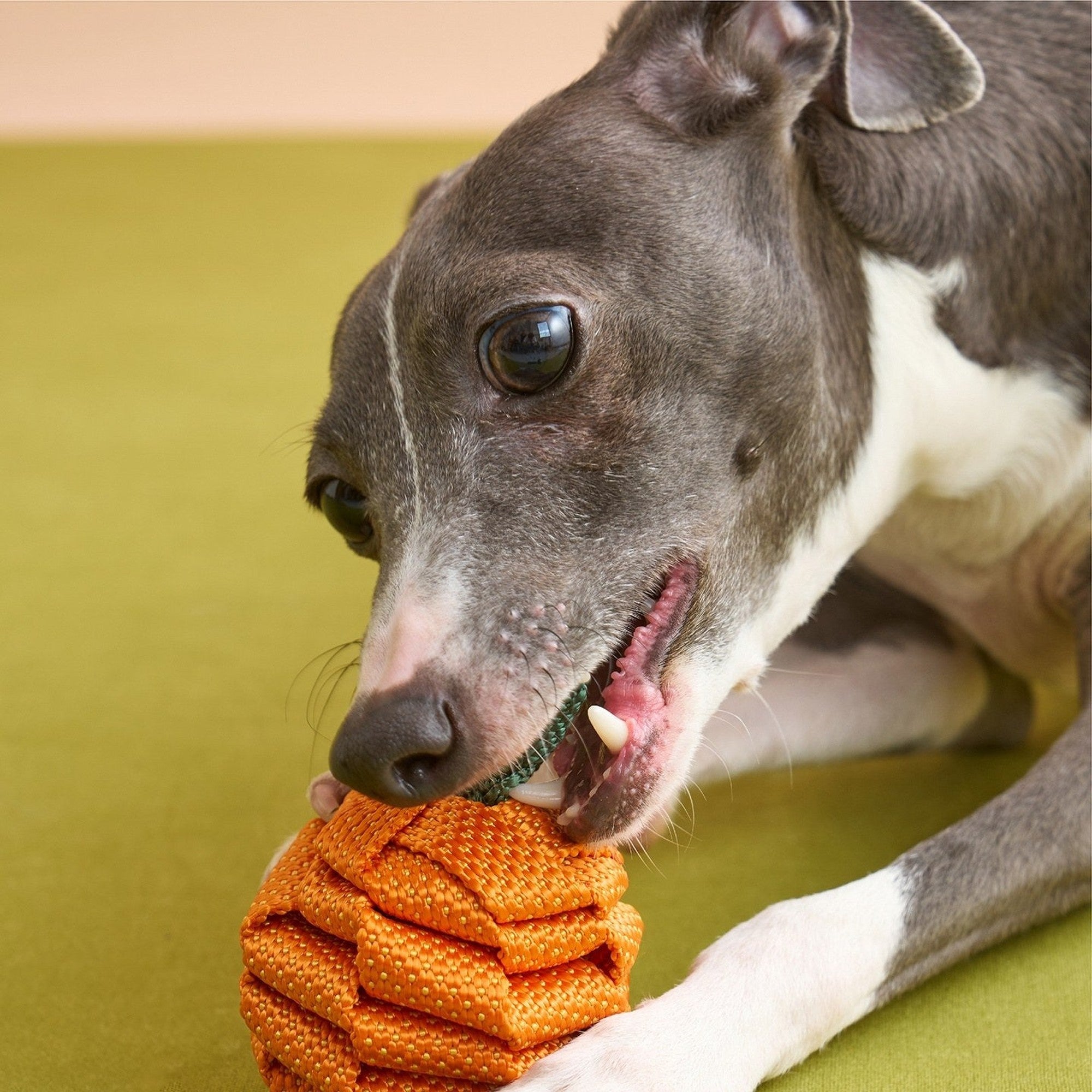 ZEZE Fruit & Veggie Rope Toy - Tangerine