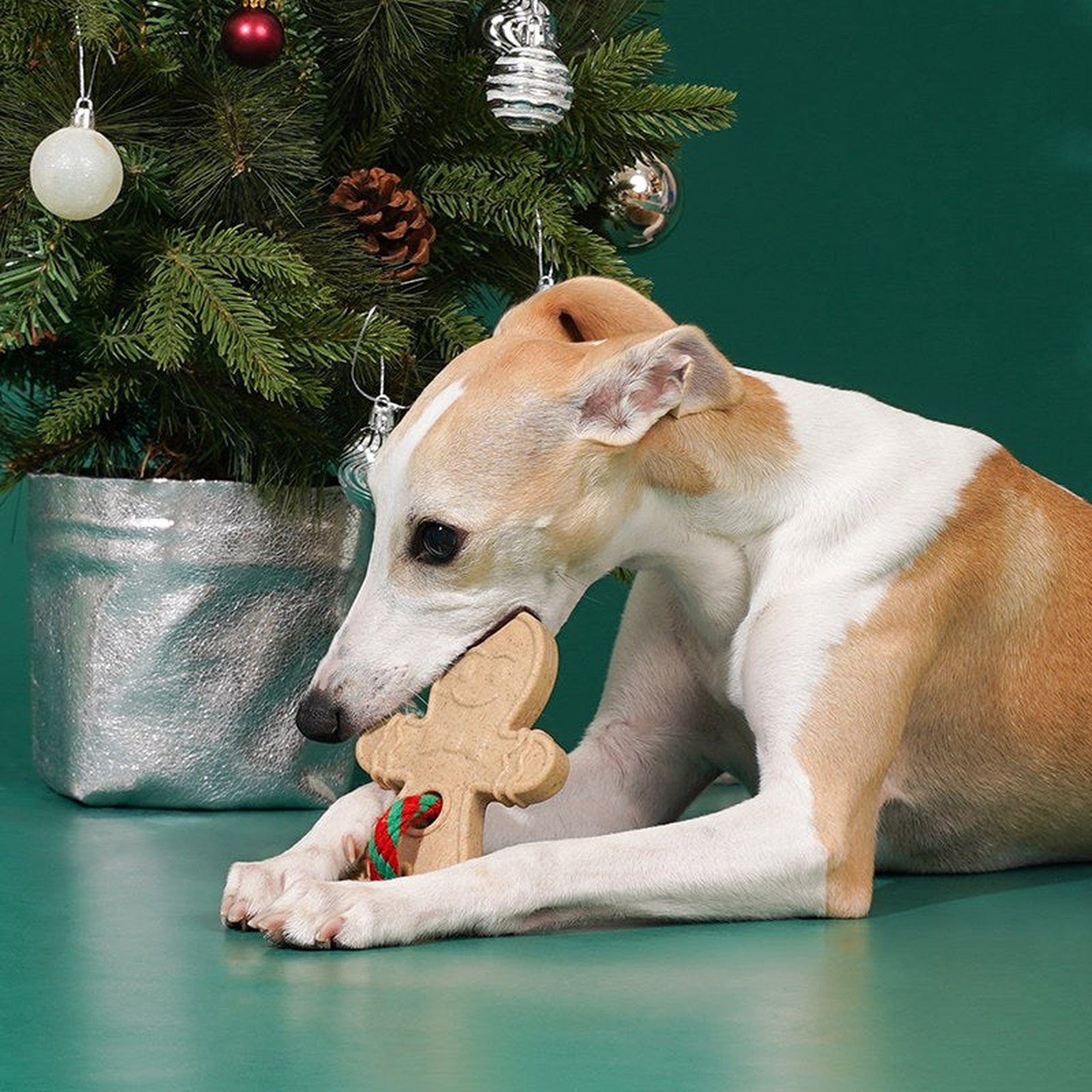 Dog chewing the ZEZE Gingerbread Man toy by a Christmas tree
