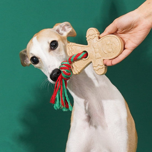 Dog tugging the rope of the Gingerbread Man toy