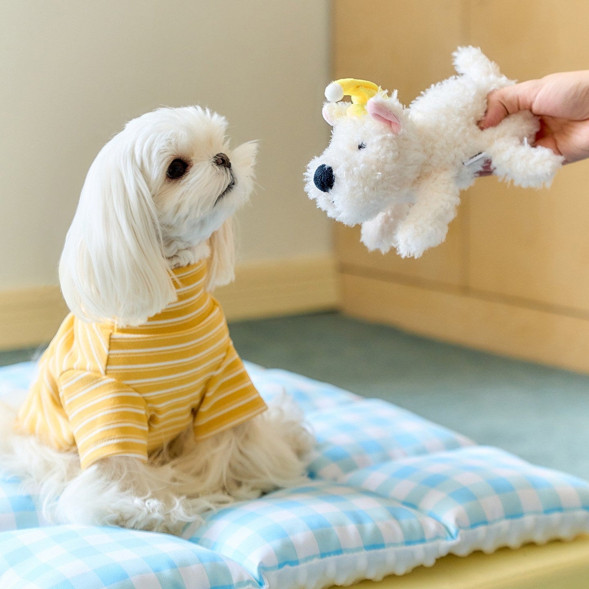 Maltese on the gingham mat reaching for the plush puppy toy