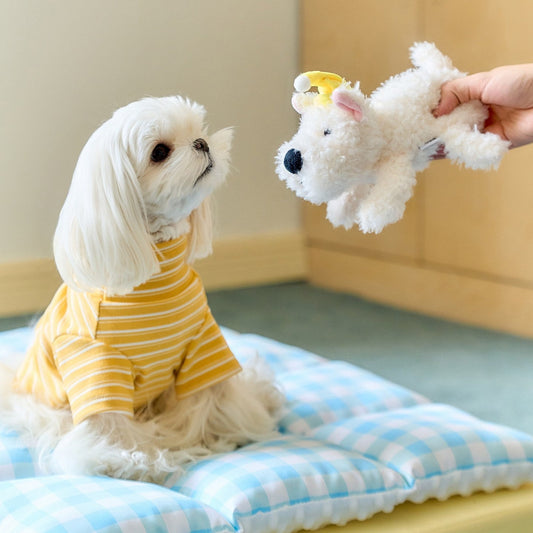 Maltese on the gingham mat reaching for the plush puppy toy
