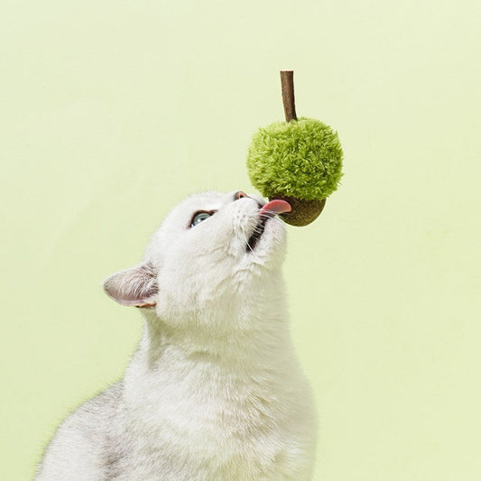 Cat licking the acorn toy held by its silvervine stem