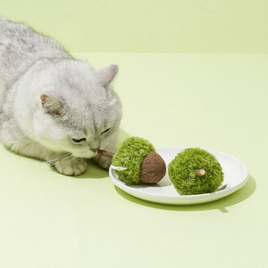 Cat sniffing acorn cat toys on a plate