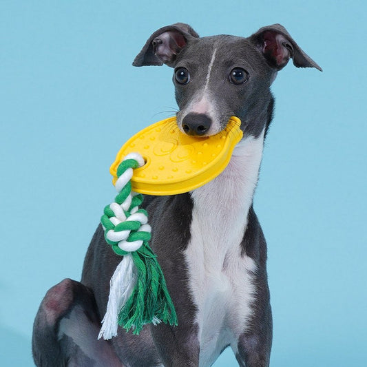 Italian greyhound holding the lemon chew toy by its rope