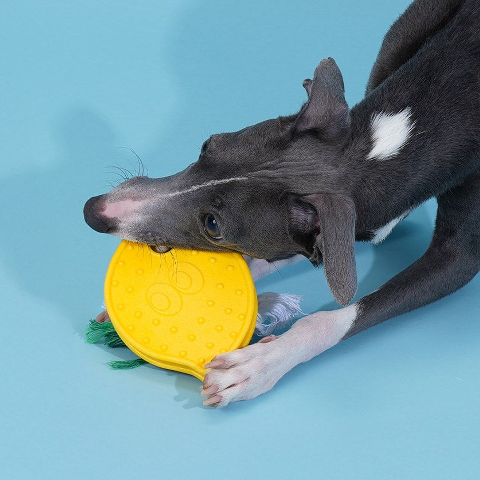 Dog chewing the nubby lemon chew between its paws
