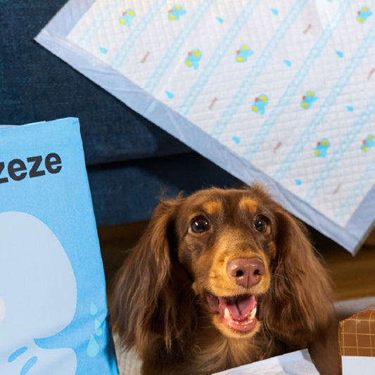 Happy dachshund under a ZEZE Little Elephant pee pad