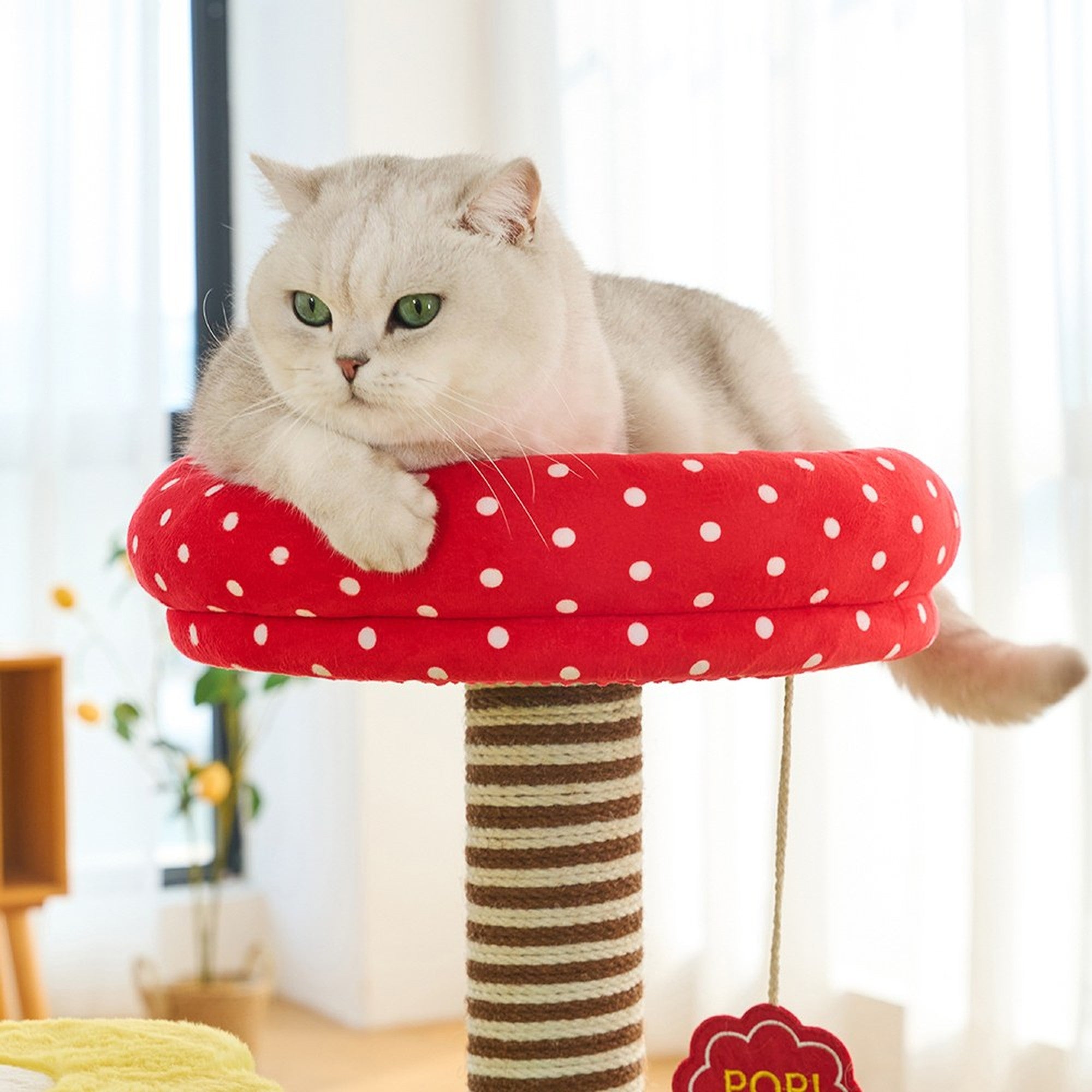 Cat lounging in the red polka-dot top bed