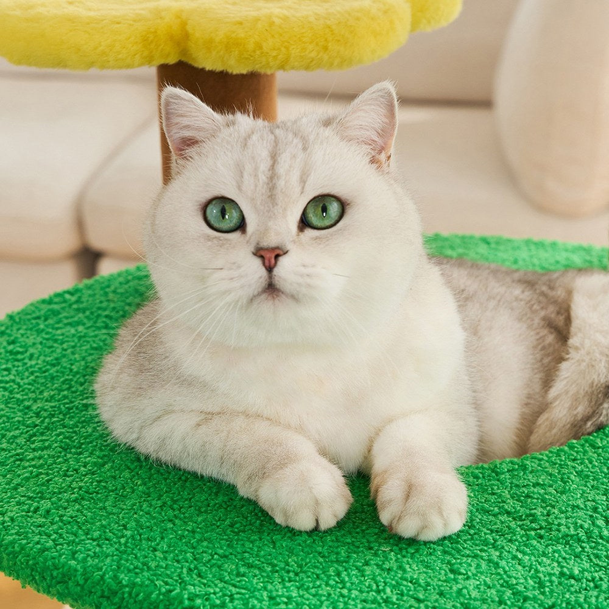 Cat resting in the green ring lounge