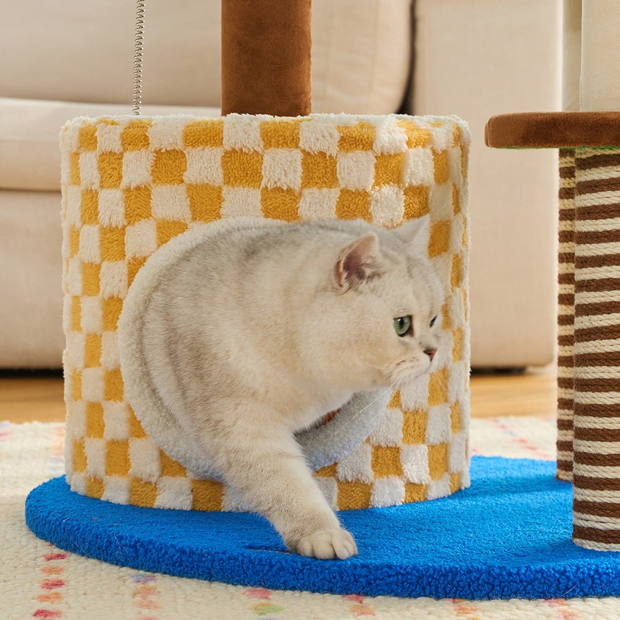 Cat stepping out of the checkered condo doorway