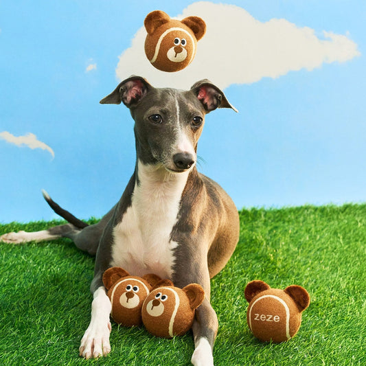 Italian greyhound on grass with ZEZE Mocha the Bear plush tennis balls