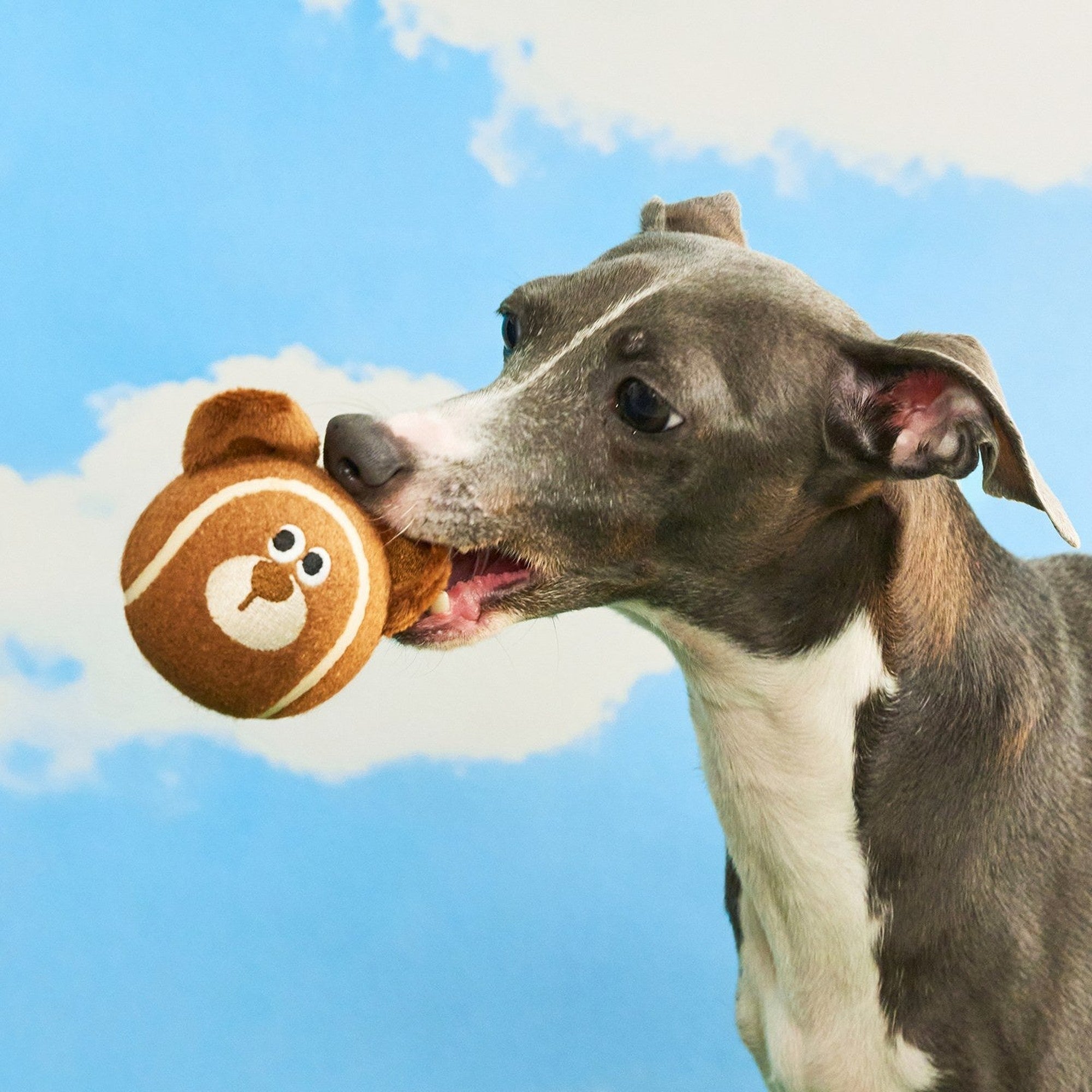 Dog carrying the Mocha the Bear ball in its mouth