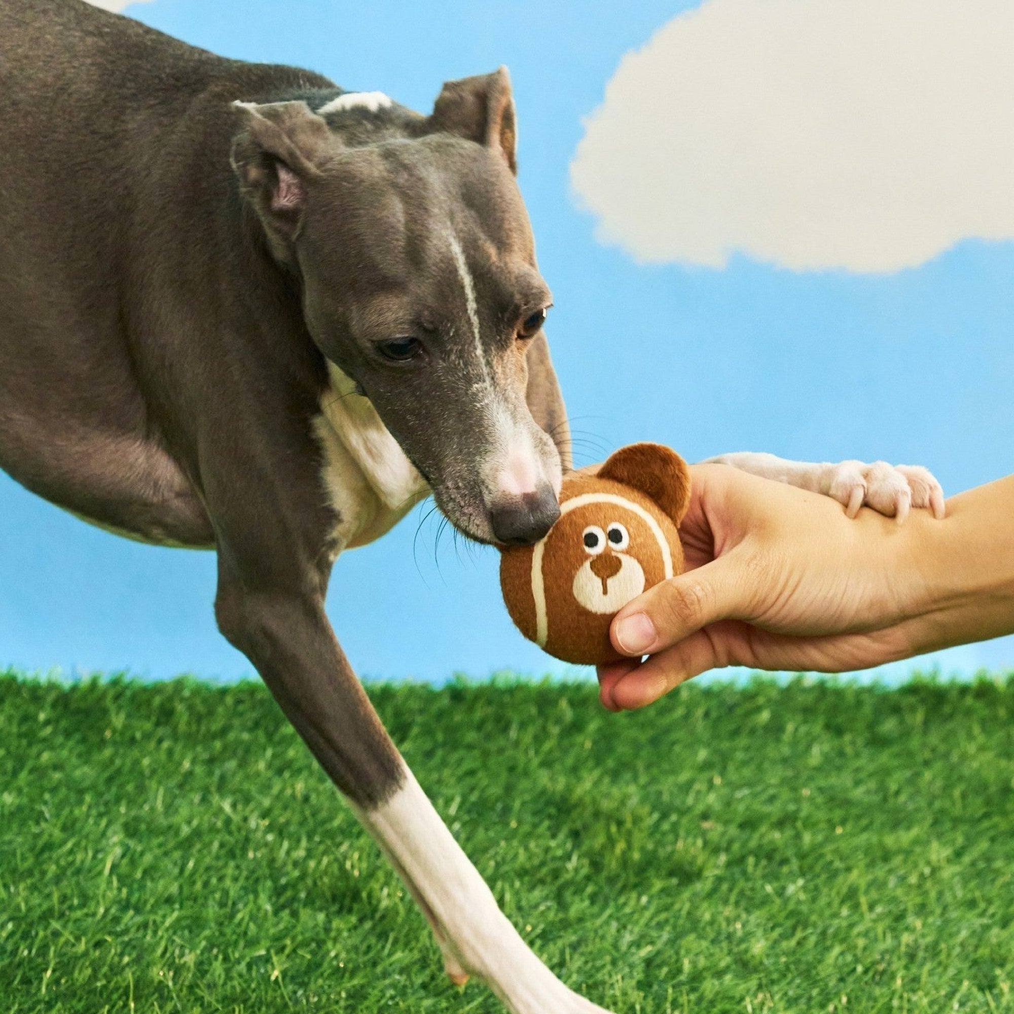 Hand offering the Mocha the Bear ball to a dog