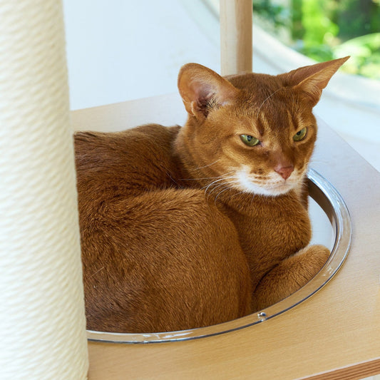 Abyssinian cat curled up in the clear bubble lounger