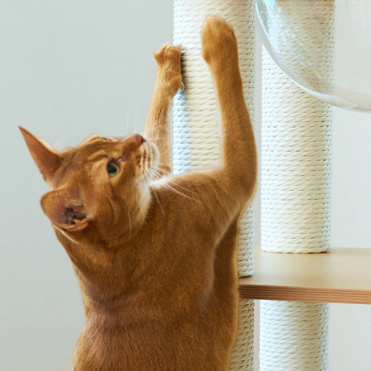 Cat stretching up to scratch a rope-wrapped post