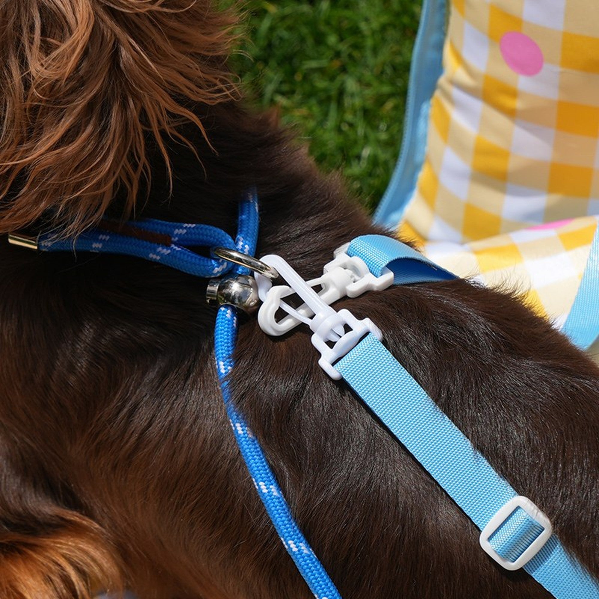 Safety tether clipped to a dog harness