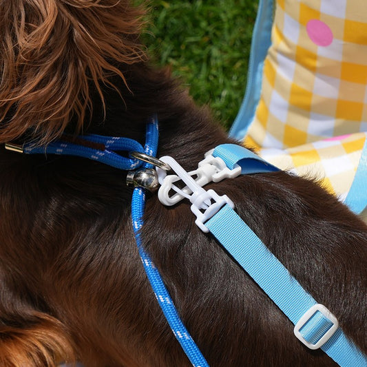 Safety tether clipped to a dog harness