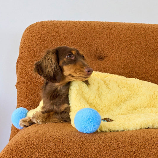 Dachshund wrapped in the ZEZE yellow pompom pet blanket on a sofa