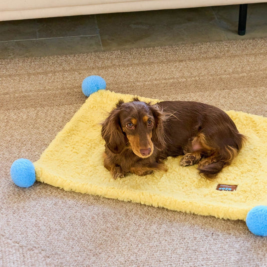 Dachshund lying on the ZEZE pompom blanket on a rug