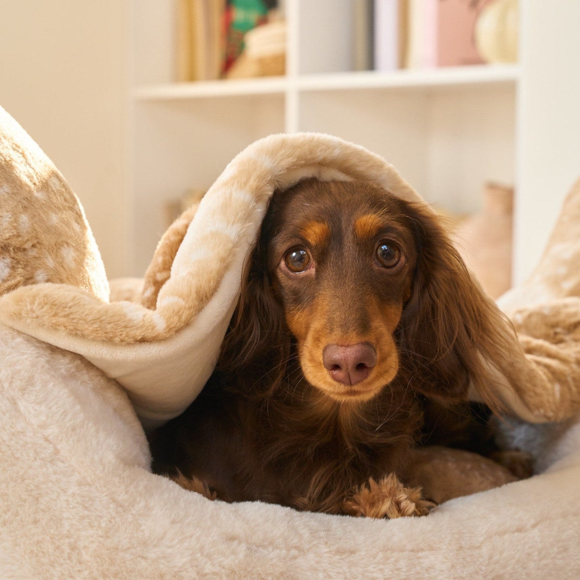 Dachshund peeking out from under the plush wing blanket