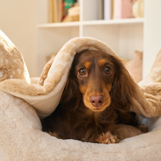 Dachshund peeking out from under the plush wing blanket