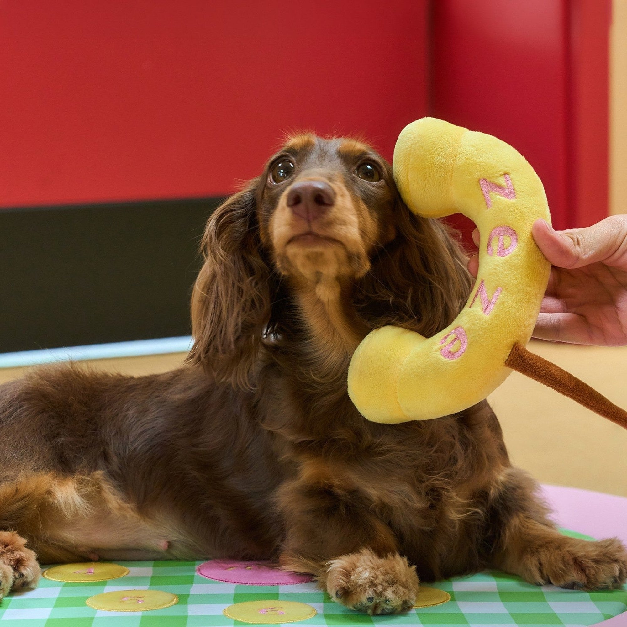 Dachshund with the plush telephone handset