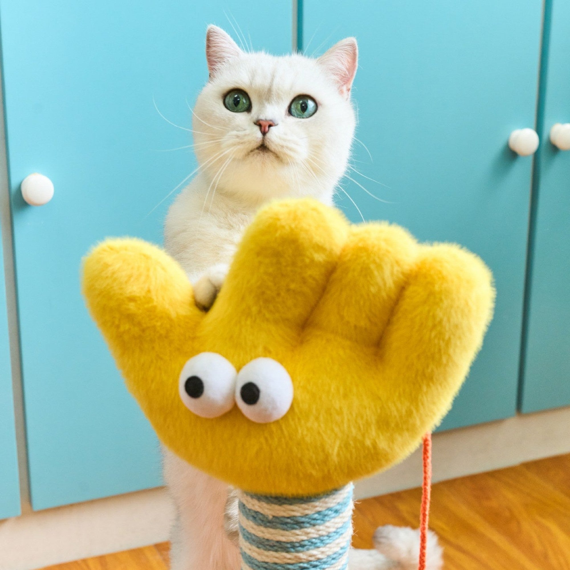 Cat peeking over the waving hand top
