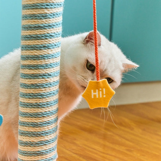 Cat batting the dangling Hi star toy
