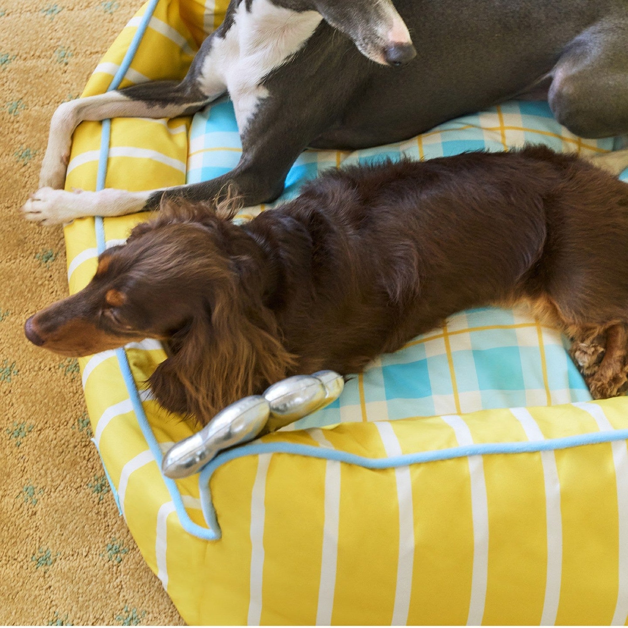 Two dogs sharing the double-size seashell pet sofa